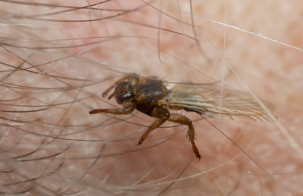 Identifying Biting Flies Pest Force Vancouver